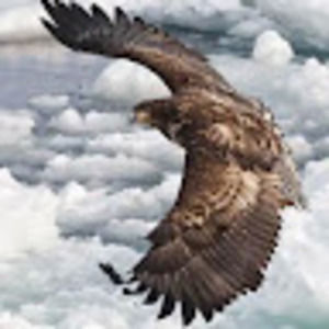 Meet your Posher, Hamidullah